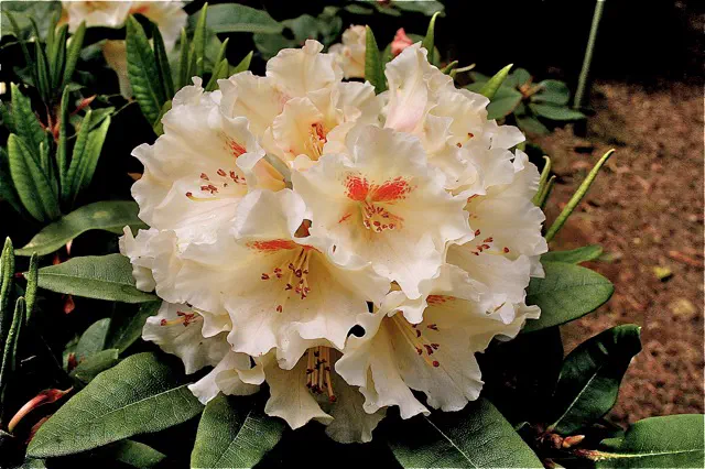 Photo of R. 'Vanilla Torch', Rhododendron Hybrid