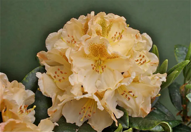 Photo of R. 'Golden Mist', Rhododendron Hybrid