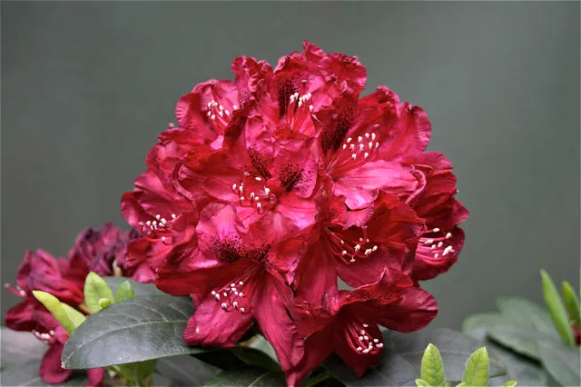 Photo of R. 'Evening Embers', Rhododendron Hybrid