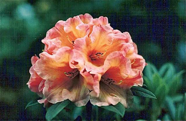 Photo of R. 'Amber Peach', Rhododendron Hybrid
