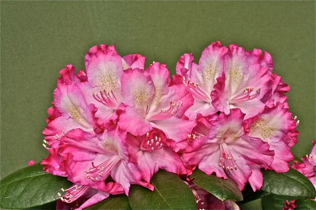 Photo of R. 'Rose Tango', Rhododendron Hybrid