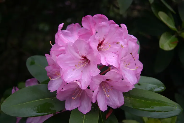 Photo of R. 'Professor Amateis', Rhododendron Hybrid