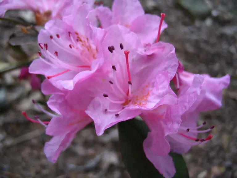 Photo of R. 'Pink Magic', Rhododendron Hybrid
