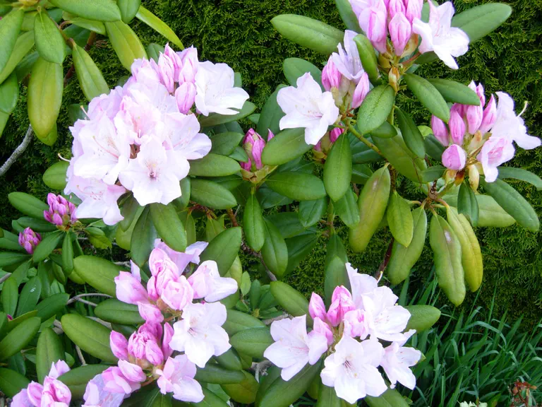 Photo of R. 'Carmen x Ken Janeck', Rhododendron Hybrid