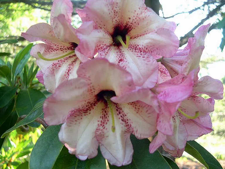 Photo of R. 'Peggy's Freckles', Rhododendron Hybrid