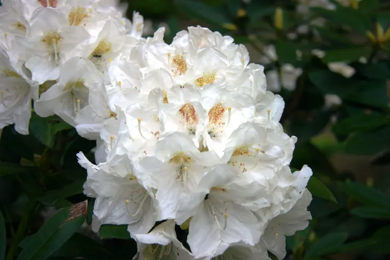 Photo of R. 'Paul Mauney', Rhododendron Hybrid