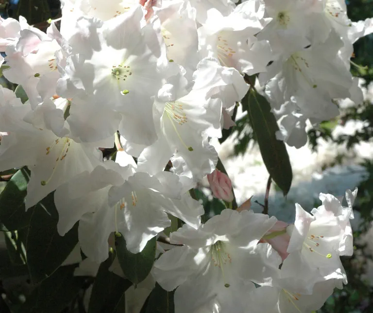 Photo of R. 'Mrs Josephine Firth', Rhododendron Hybrid