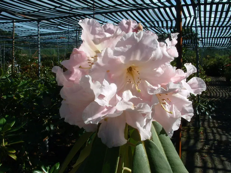 Photo of R. 'Townhill Albatross', Rhododendron Hybrid