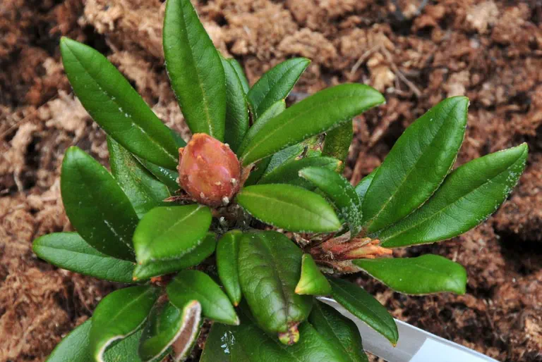Photo of R. 'Bambi x proteoides #17', Rhododendron Hybrid