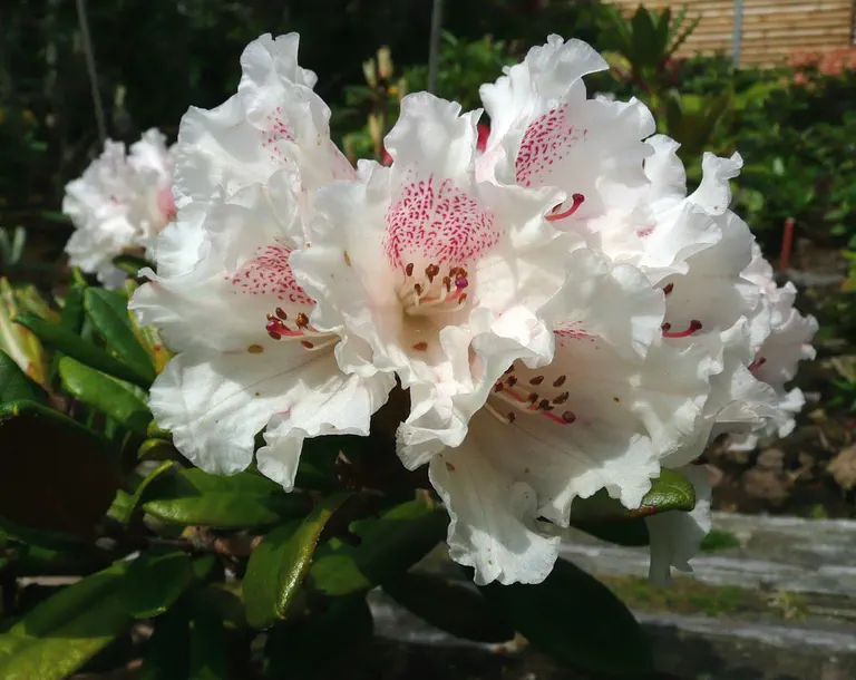 Photo of R. 'Bambi x proteoides #12', Rhododendron Hybrid