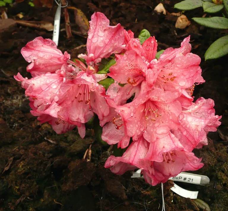 Photo of R. 'Bambi x proteoides #21', Rhododendron Hybrid