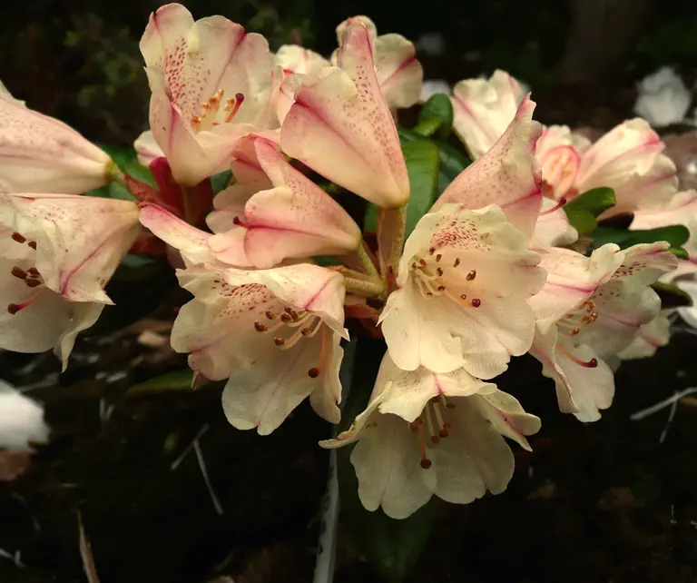 Photo of R. 'Bambi x proteoides #4', Rhododendron Hybrid