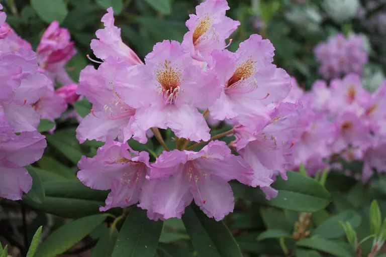 Photo of R. 'Toronto', Rhododendron Hybrid