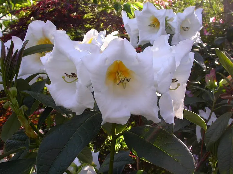 Photo of R. 'Kallista', Rhododendron Hybrid