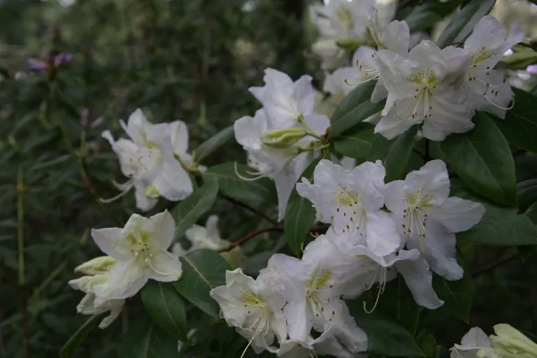 Photo of R. 'Augustine's White Lie', Rhododendron Hybrid