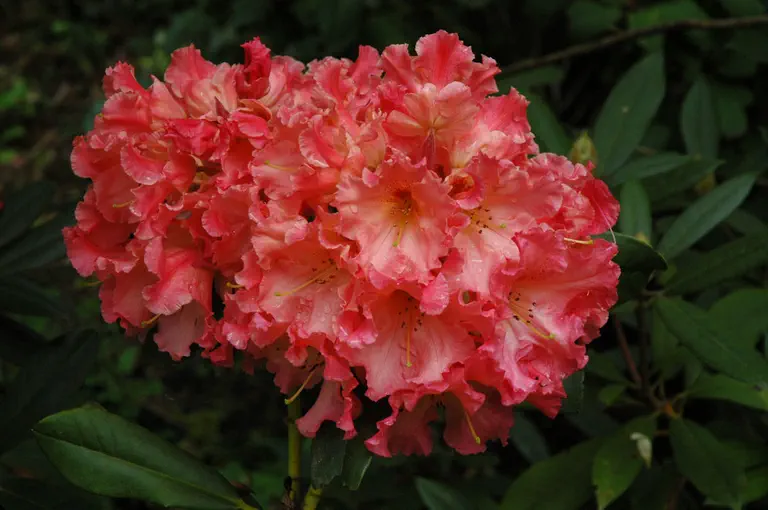 Photo of R. 'Rimshot', Rhododendron Hybrid