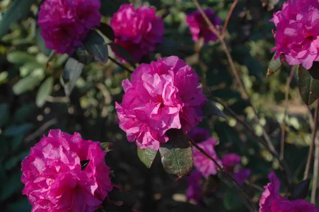 Photo of R. 'Legacy', Rhododendron Hybrid