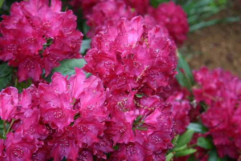 Photo of R. 'Leann', Rhododendron Hybrid
