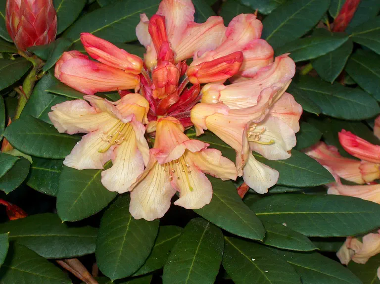 Photo of R. 'Ambassador', Rhododendron Hybrid