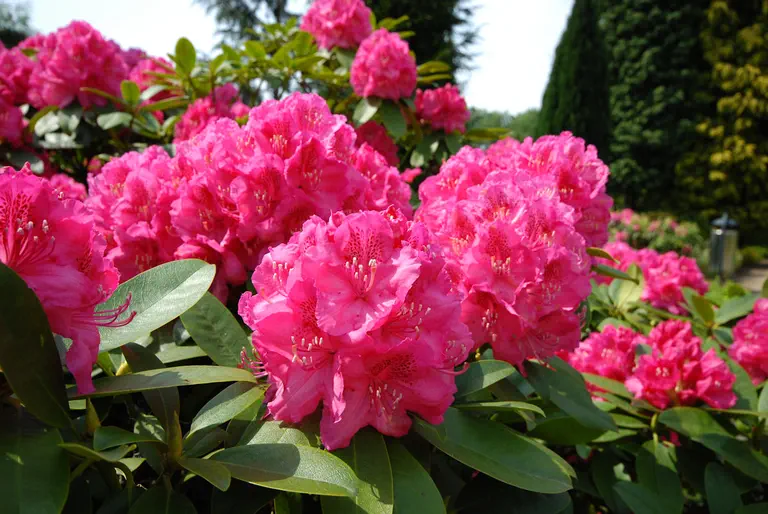 Photo of R. 'Erich Hermann', Rhododendron Hybrid