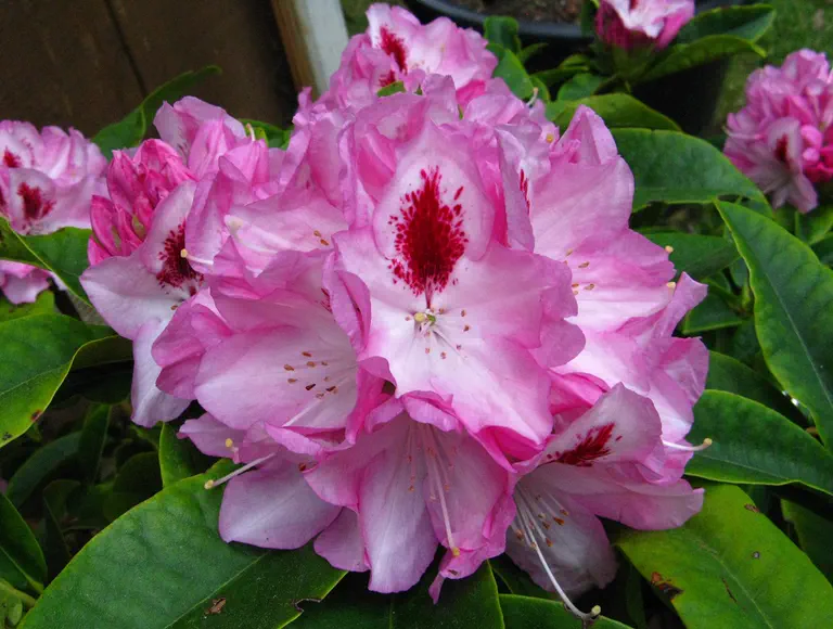 Photo of R. 'Trail Blazer', Rhododendron Hybrid