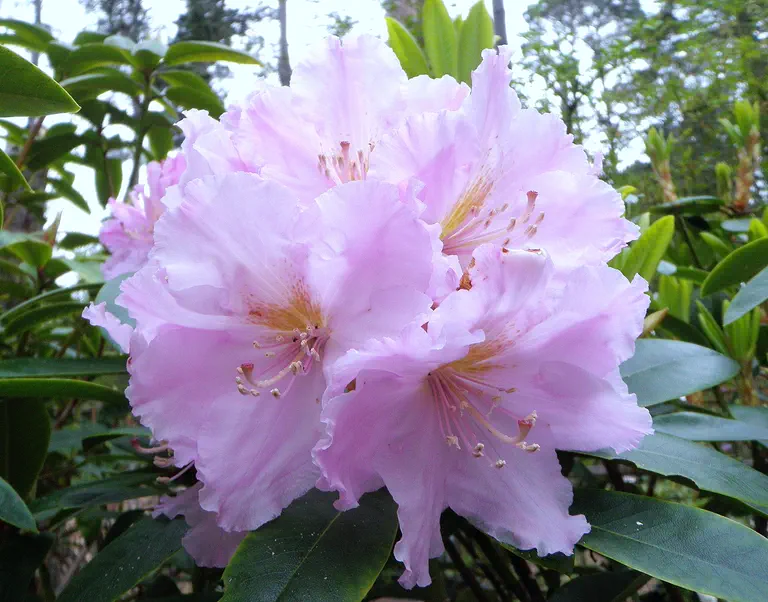 Photo of R. 'Stacia', Rhododendron Hybrid