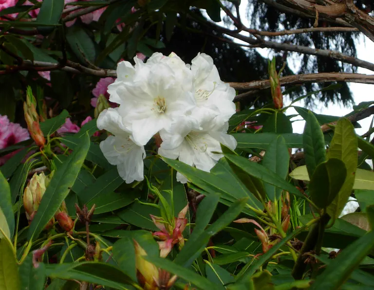 Photo of R. 'Travis L', Rhododendron Hybrid