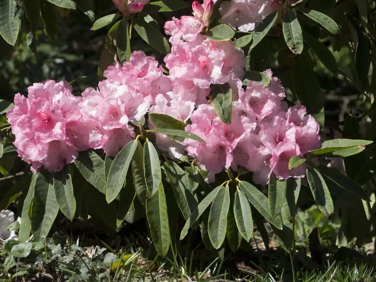 Photo of R. 'Trebah Gem', Rhododendron Hybrid
