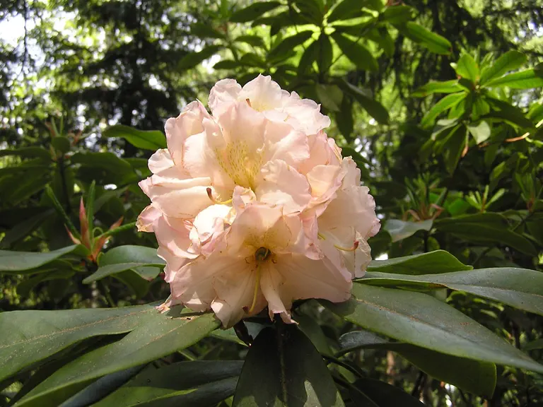 Photo of R. 'Golden Jubilee', Rhododendron Hybrid