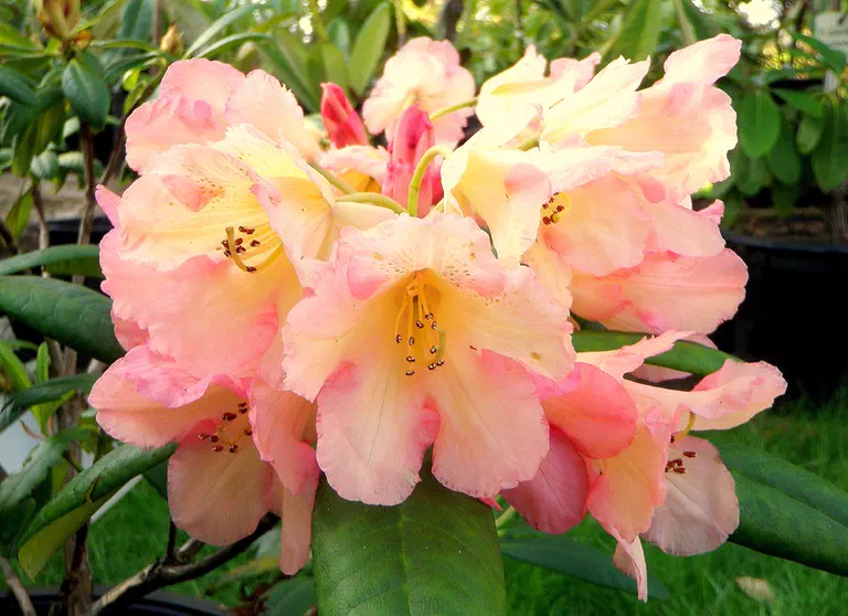Photo of R. 'Jade', Rhododendron Hybrid