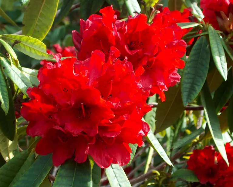 Photo of R. 'Jim Dandy', Rhododendron Hybrid