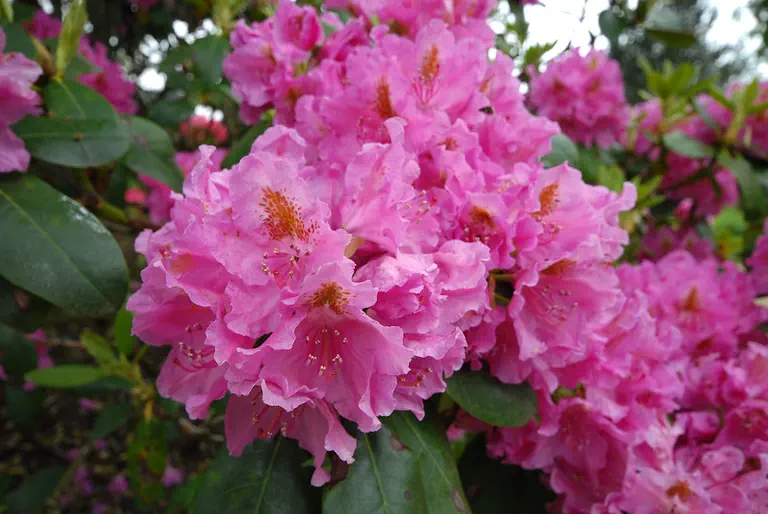 Photo of R. 'James Bateman', Rhododendron Hybrid
