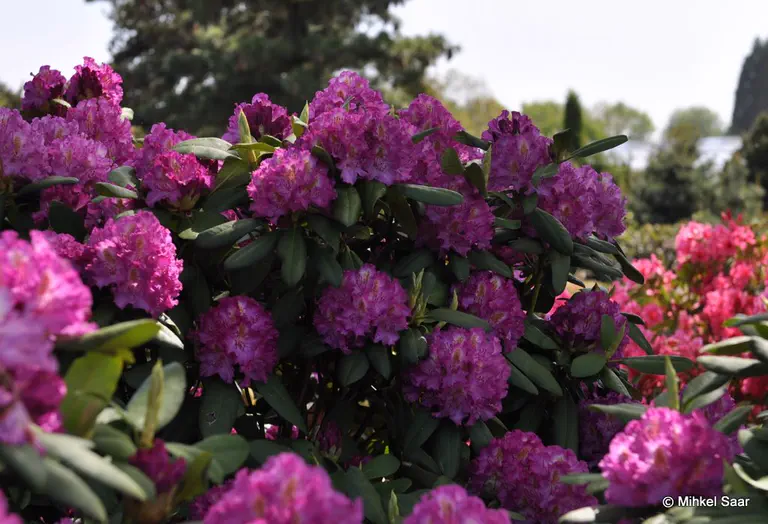 Photo of R. 'James Brigham', Rhododendron Hybrid