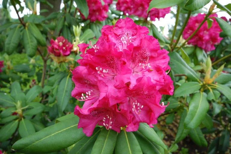Photo of R. 'James McIntosh', Rhododendron Hybrid