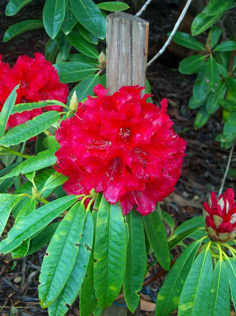Photo of R. 'Kaponga', Rhododendron Hybrid