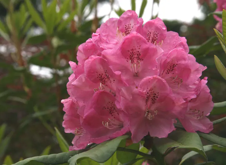 Photo of R. 'Albert Close', Rhododendron Hybrid