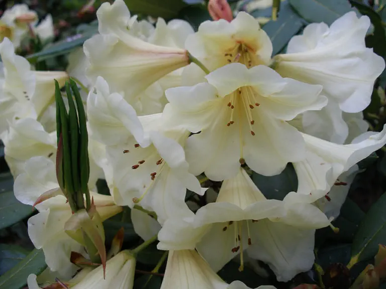 Photo of R. 'Janet Scroggs', Rhododendron Hybrid
