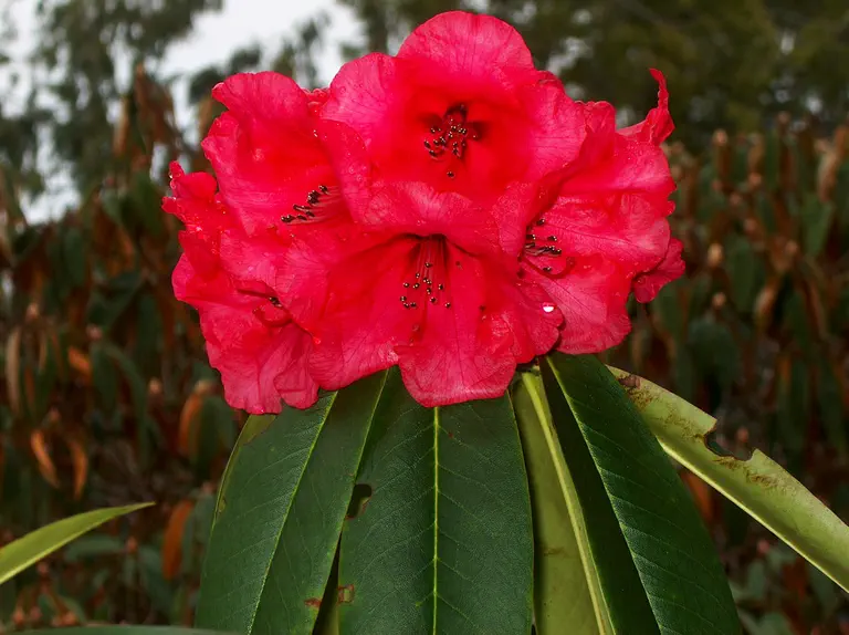Photo of R. 'Bridgeport', Rhododendron Hybrid
