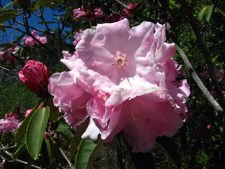 Photo of R. 'Loderi Irene Stead', Rhododendron Hybrid