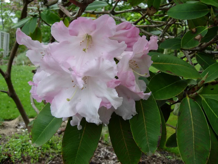 Photo of R. 'Loderi Queen Mary', Rhododendron Hybrid