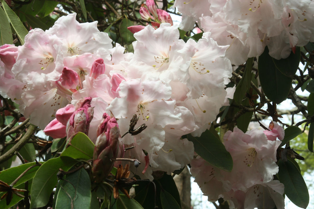 Rhododendron Loderi Stag's Head photo