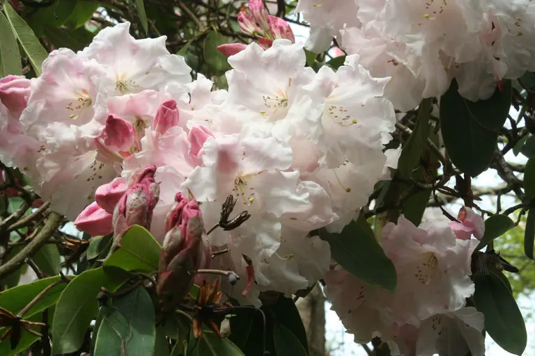 Photo of R. 'Loderi Stag's Head', Rhododendron Hybrid