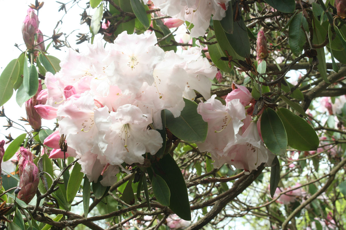 Rhododendron Loderi Stag's Head photo