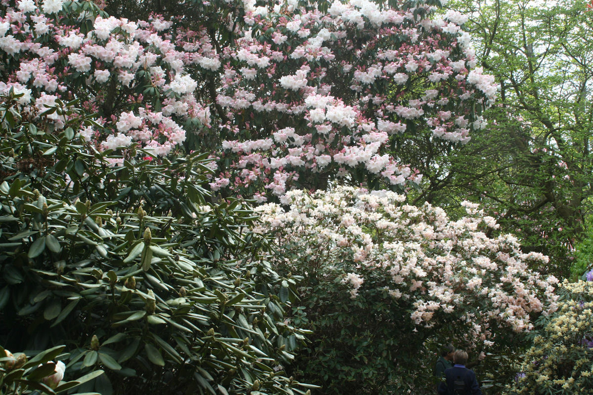 Rhododendron Loderi Stag's Head photo
