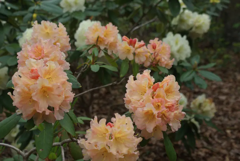 Photo of R. 'Janet's Fantasy', Rhododendron Hybrid