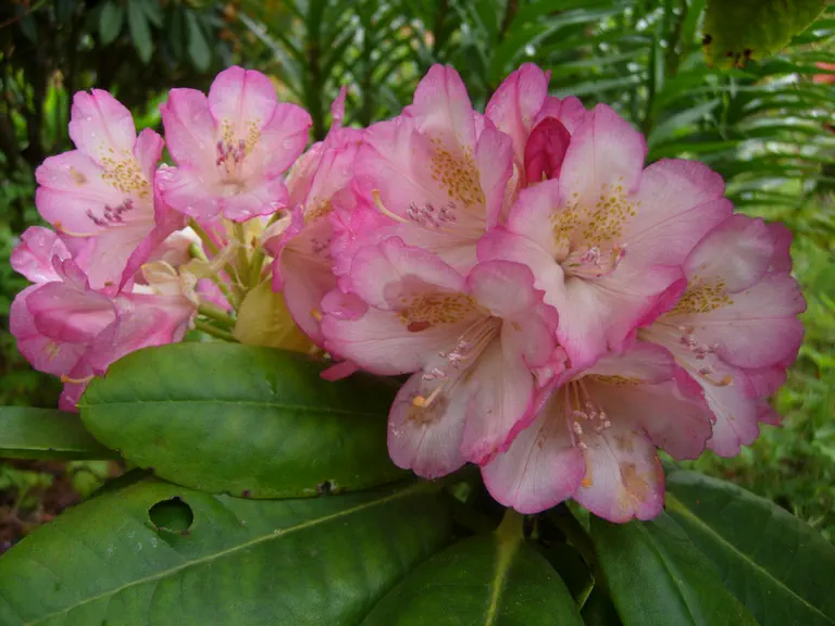 Photo of R. 'Trinidad', Rhododendron Hybrid