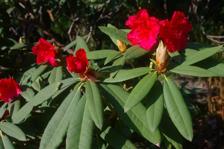 Photo of R. 'C.P. Raffill Group', Rhododendron Cultivar group