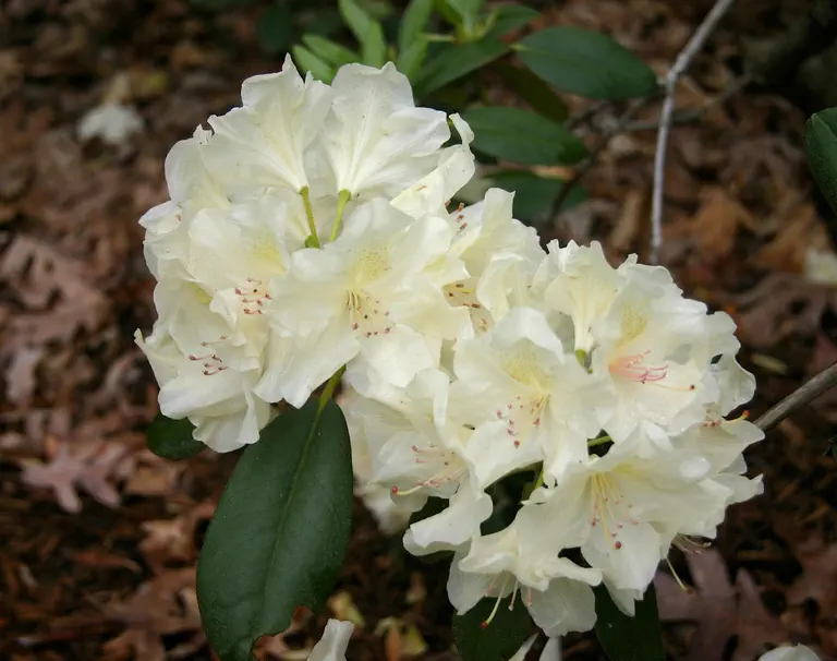 Photo of R. 'Arctic Gold', Rhododendron Hybrid