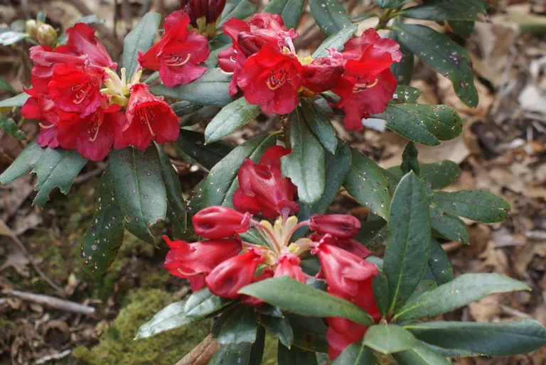 Photo of R. 'Howard Kuhn', Rhododendron Hybrid