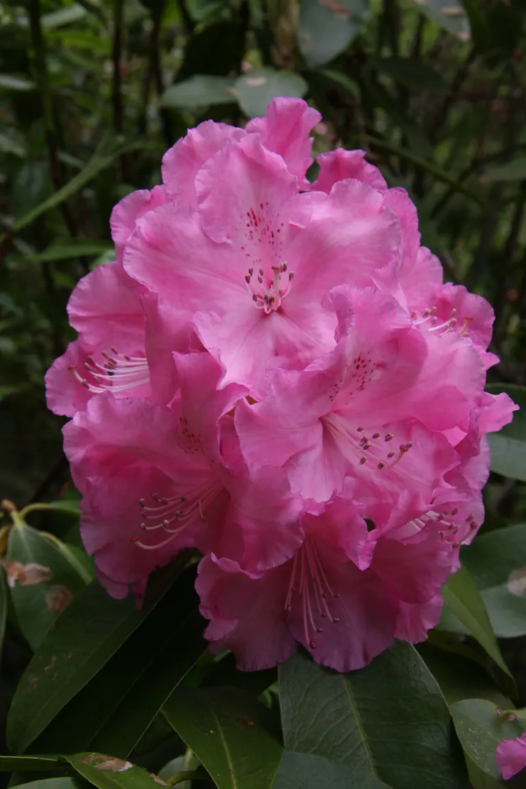 Photo of R. 'Trude Webster', Rhododendron Hybrid